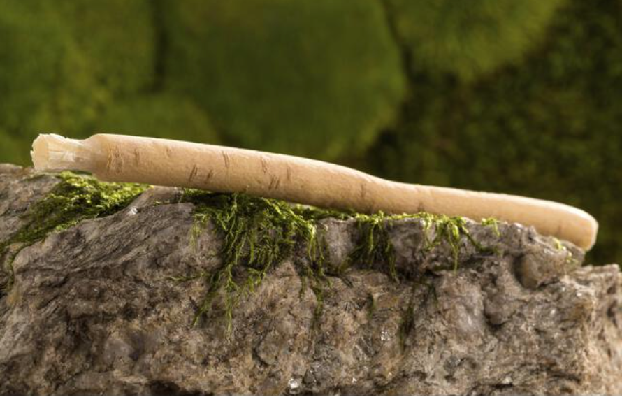 Bienfaits du Siwak